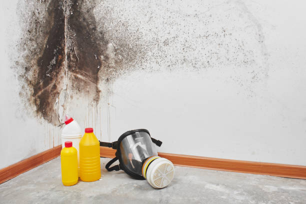 Best Commercial Mold Removal  in Weber City, VA