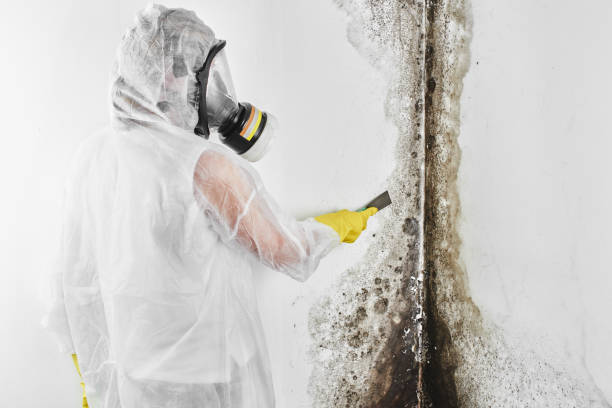 Best Mold Testing  in Weber City, VA