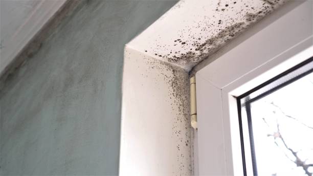 Best Emergency Mold Removal  in Weber City, VA