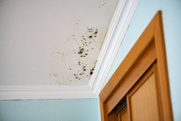 Crawl Space Mold Removal in Weber City, VA