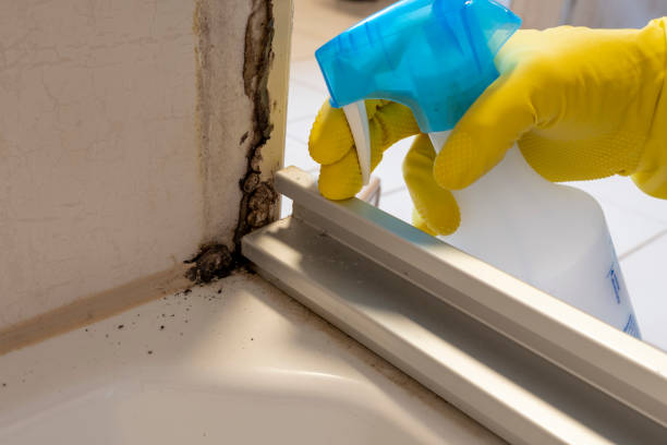 Best Same-Day Mold Removal  in Weber City, VA