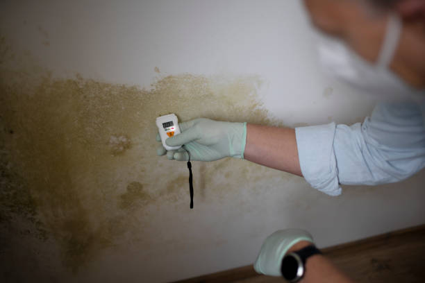 Best Crawl Space Mold Removal  in Weber City, VA