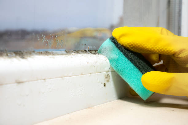 Best Mold Removal Near Me  in Weber City, VA