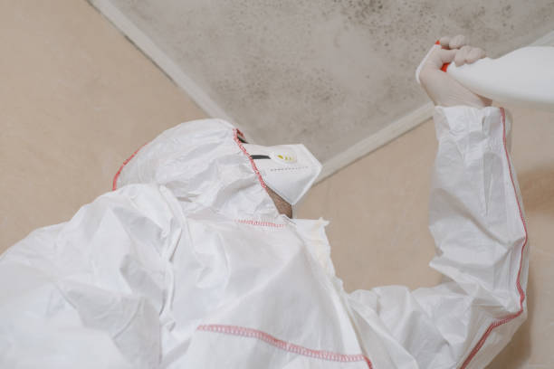 Office Mold Removal Services in Weber City, VA