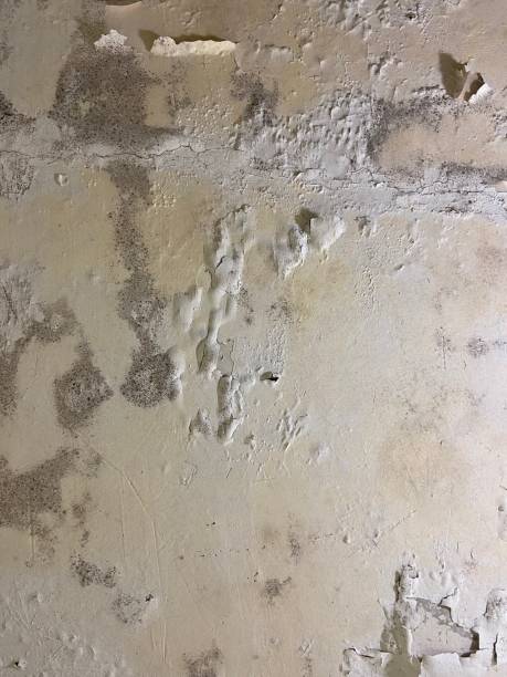 Best Mold Removal Process  in Weber City, VA