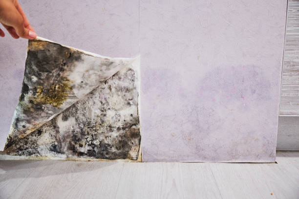 Best Toxic Mold Removal  in Weber City, VA